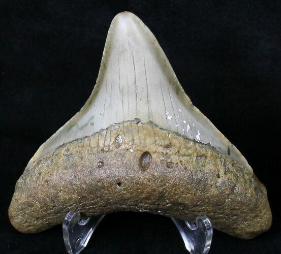 Posterior Megalodon Tooth - North Carolina #18596